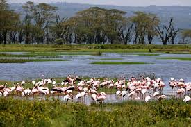Great savings on hotels in nakuru, kenya online. Pink Flamingos Return To Kenya S Lake Nakuru After An Eight Year Absence Offering Hopes Of A Tourism Rebound South China Morning Post