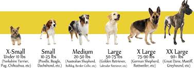 63 True Australian Shepherd Size Chart