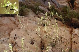 Image result for Clinopodium uhligii