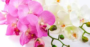 You will notice when you tour model homes or go in nicely decorated places that they have their fake flowers using this little trick. How To Clean Fake Plants Housewife How Tos