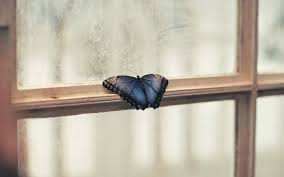 But what makes them so fascinating a subject? 30 Beautiful Butterfly Wallpapers And Backgrounds Inspirationfeed