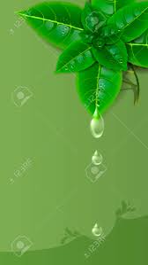 Here you can get the best mint green wallpapers for your desktop and mobile devices. Sprig Of Fresh Mint With Drops On A Green Background Wallpaper For The Screen Vertical Royalty Free Cliparts Vectors And Stock Illustration Image 124610377