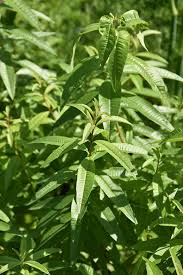 Image result for Aloysia citrodora