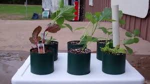 Check spelling or type a new query. Pin On The Incredible Self Watering Pop Bottle Garden Grow System