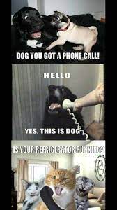 Prank Call Funny Cute Funny Cats And Dogs Funny Memes