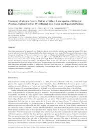 Image result for Tridactyle stevartiana