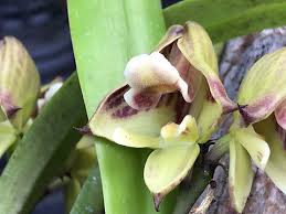 Image result for Polystachya galeata