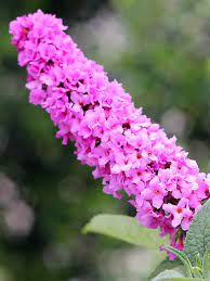 You'll find a range of colors, sizes, and habits among our butterfly bushes: Buddleia Pink Micro Chip Bluestone Perennials