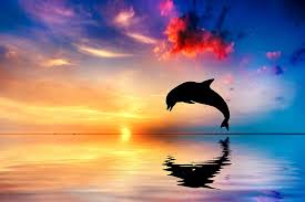 Enjoy beautiful views of the bay as you dine on fresh fish and seafood. Hd Wallpaper Dolphin Sunset 5k Beautiful Ocean Wallpaper Flare