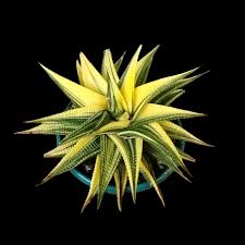 Image result for Haworthia limifolia