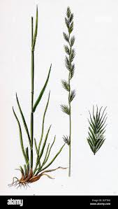 Image result for Lolium