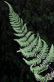 Image result for Aleuritopteris farinosa