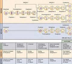 Meiosis shares mechanisms and regulation with mitosis in many aspects, but also has critical differences from mitosis. Mitosis Vs Meiosis Differences And Similarities Between Mitosis And Meiosis Jotscroll