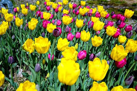 Plants and flowers are green & blooming. Spring Has Sprung In Chicago Planned Property Management Inc