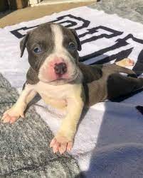 Swimmer Puppy Syndrome Symptoms Causes Treatment Animalso