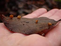 Image result for Ficalhoa laurifolia