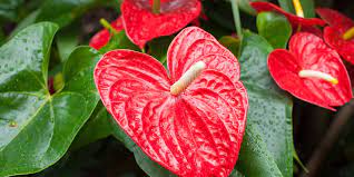 The white varieties stand out best, though. 5 Romantic Houseplants With Heart Shape Leaves Better Homes Gardens