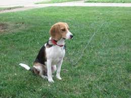 Pennsylvania tennessee texas virginia washington. Beagle Puppies In Ohio