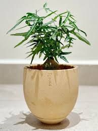 Image result for Adenia kirkii