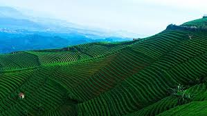 Kebun teh cipasung destinasi wisata yang pertama adalah kebun teh cipasung. Top 8 Tempat Wisata Populer Di Majalengka Update Pengetahuanmu