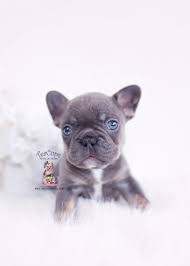 There are two weight ranges, 19 to 22 lbs. Teacup French Bulldog Colorado L2sanpiero