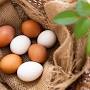 Profile Picture of Egg Fresh - David's Garden Seeds (@davidsgardenseeds.com) on Google