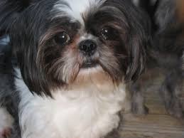 Find local shih tzu puppies for sale and dogs for adoption near you. What You Bought A What A New Path For Mom