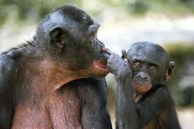 Compra online con envío gratis. Neues Bonobo Baby In Planckendael