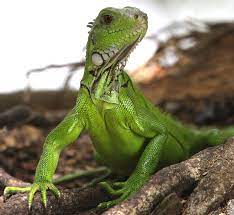 10 000 Birds Iguanas Love Roti Trinidad Iguana Green Iguana