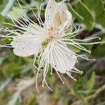 Image result for Capparis cartilaginea