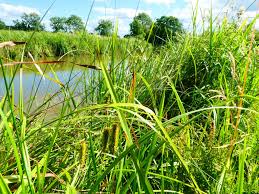 Image result for Cyperus ajax