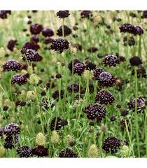 Image result for Scabiosa drakensbergensis