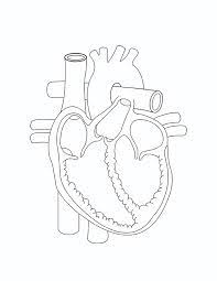 Keep your kids busy doing something fun and creative by printing out free coloring pages. Heart Anatomy Coloring Page Free Printable Coloring Pages