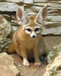 What Animals Live In The Sahara Desert Sahara Animals Desert Fuchs Tiere Bilder