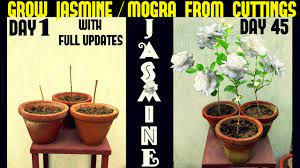 How To Grow Jasmine Mogra From Cuttings With Full Updates Youtube Plants Jasmine Plant Planting Flowers