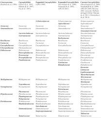 Image result for Plinthus cryptocarpus