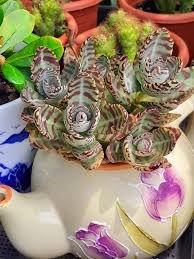 Image result for Kalanchoe humilis