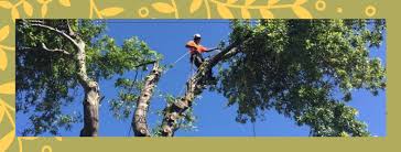 Southeastern tree service offers full service tree care and maintenance services throughout savannah, georgia, and the surrounding areas. Tree Removal Service Savannah Home Facebook