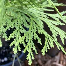 Image result for Calocedrus decurrens