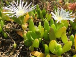 Image result for Chenolea diffusa
