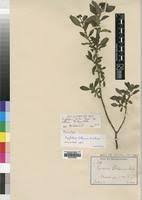 Image result for Psychotria kirkii