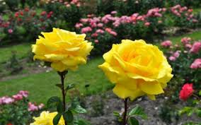 Most Beautiful Yellow Roses Wallpapers15 Good Morning Romantic Rose 498256 Hd Wallpaper Backgrounds Download Colored flower heads collection set isolated on white background. good morning romantic rose