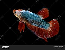 So in the betta world, these are fish with very thick scales, they can be almost any sometimes when you get a fish that is only half dragon (only one parent was a dragon and the other a normal scaled. Gian Dragon Betta Fish Image Photo Free Trial Bigstock