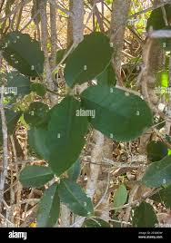 Image result for Elaeodendron croceum