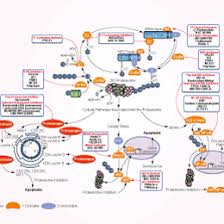 Proteasome pathway involves post translational modification called ubiquitination. Proteasome Inhibition Proteasome Inhibitor Review