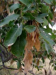 Image result for Philenoptera