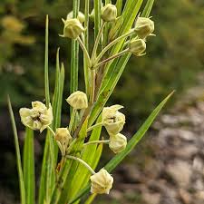 Image result for Gomphocarpus fruticosus