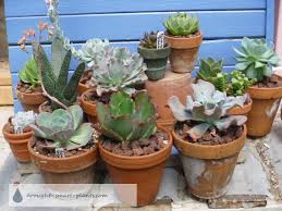 It's a popular gift for valentine's day (for obvious reasons) and is. House Plant Succulent Add Succulents To Your House Plant Collection