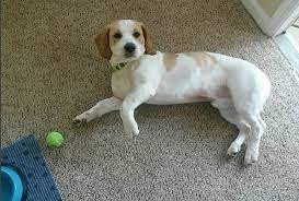 15 Labradors Mixed With Basset Hound The Paws