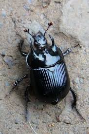 Die Mannchen Des Stierkafers Typhaeus Typhoeus Besitzen Auf Ihrem Halsschild Drei Charakteristische Horner Die Seltene Art Lebt Tiere Kafer Tattoo Insekten